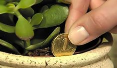 Feng Shui Plants, Jade Tree, Feng Shui House, Feng Shui Tips, Money Plant, Crassula Ovata, Think And Grow Rich, Jade Plants, Money Trees