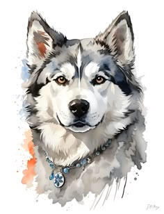 a watercolor painting of a husky dog