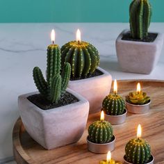 several small cactus plants with lit candles in them on a wooden tray next to some rocks