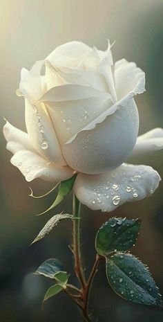 a white rose with water droplets on it