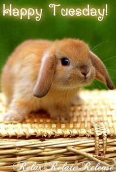 a small brown rabbit sitting on top of a wicker basket in front of a white background