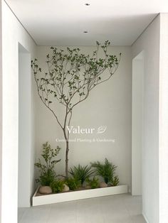 an empty room with plants and rocks on the floor, in front of a white wall