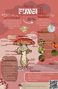 an info poster showing the different types of mushrooms and their names in spanish, english, and