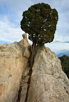 a tree growing out of the side of a large rock on top of a mountain