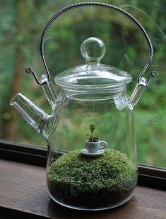 a glass teapot with moss inside sitting on a window sill