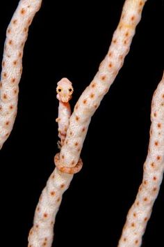 size: 24x16in Photographic Print: Female Denise'S Pygmy Seahorse (Hippocampus Denise) On Coral Seafan (Annella Mollis) Misool by Alex Mustard : Seahorse Facts, Colorful Seahorse, Seahorse Art, Raja Ampat, Life Aquatic, Sea Dragon, Ocean Creatures, Marine Animals, Underwater Photography