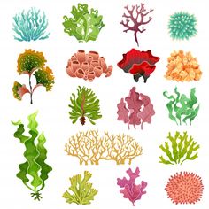 an assortment of seaweed and corals on a white background