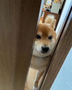 a small brown and white dog standing in front of a door looking at the camera