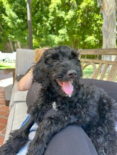 a small black dog sitting on top of a person's lap with his tongue hanging out