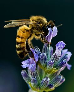 a close up of a bee on a flower