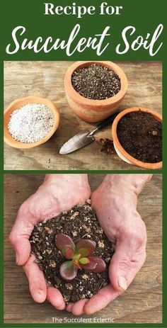 two hands holding small plants and soil with the words recipe for succulentt soil