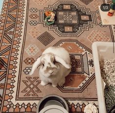 a white rabbit sitting on top of a rug