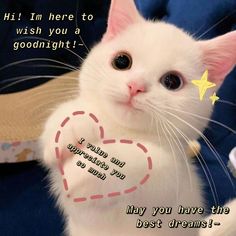 a white cat with a heart on it's chest and the caption says, hey im here to wish you a good night