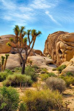 the desert is full of rocks and trees