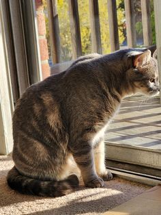 a cat sitting on the ground looking out a window at something outside in the sun