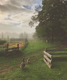 two geese are walking in the grass near a fence and trees on a foggy day