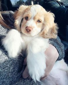 a dog that is sitting on someone's lap