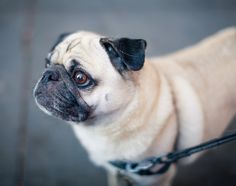 a small pug standing on a leash looking at the camera with an intense look