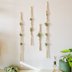 three air plants hanging on the wall above a desk with other office supplies and decorations