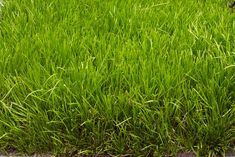 a fire hydrant sitting in the middle of a lush green grass covered field next to a sidewalk