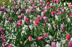 many pink and white flowers are in the grass