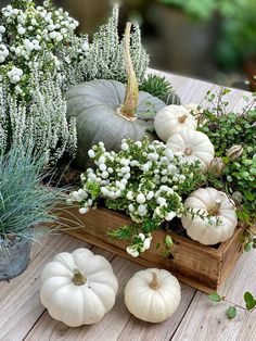 pumpkins and gourds are arranged on a wooden table in front of plants