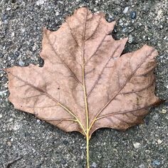 a brown leaf laying on the ground