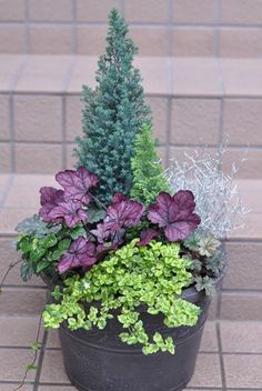 a potted plant with purple and green leaves