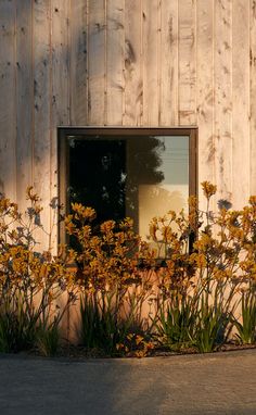 flowers growing in front of a wooden building