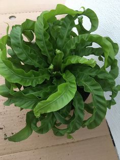 a potted plant sitting on top of a wooden table next to a wall with white paint