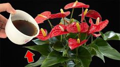 a person is holding a coffee cup over a flower pot with red flowers in it