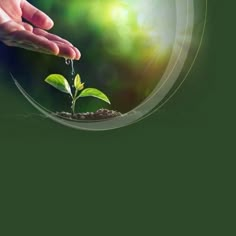 a hand holding a small green plant in the middle of a circle with sunlight coming through it