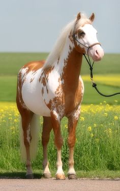 a brown and white horse standing on top of a grass covered field next to a lush green field