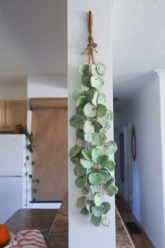 some green plants are hanging on the wall