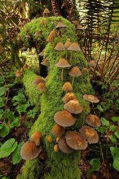 a group of mushrooms growing on the side of a tree