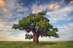 a lone tree stands in the middle of a grassy field under a partly cloudy sky