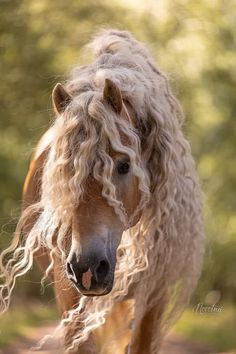 a brown horse with blonde hair walking down a dirt road