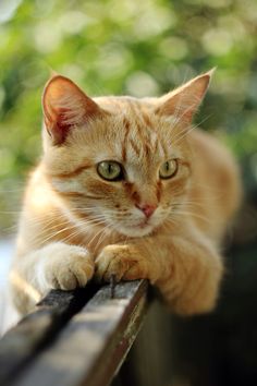 an orange tabby cat laying on top of a wooden bench looking at the camera