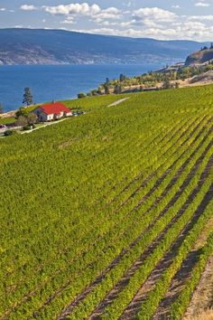 an aerial view of a vineyard with the ocean in the background