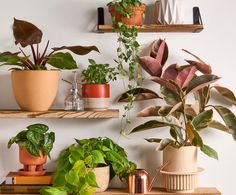 several potted plants on shelves in a room