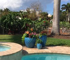 two large blue vases with flowers in them sitting next to a swimming pool and palm trees