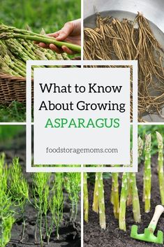 what to know about growing asparagus in the garden and how to use them