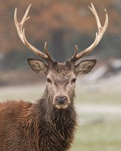 a close up of a deer with antlers on it's head