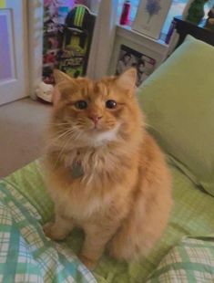 an orange cat sitting on top of a bed next to a green and white checkered comforter