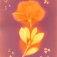 a blurry image of a yellow flower on a purple background