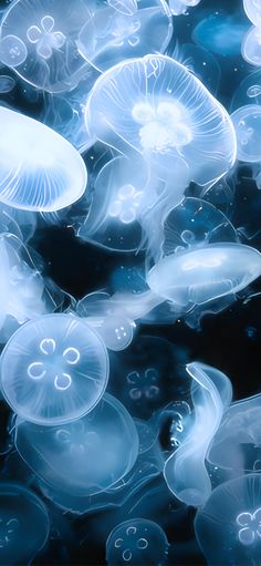 many jellyfish are floating in the water together