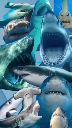 several different types of sharks with their mouths open