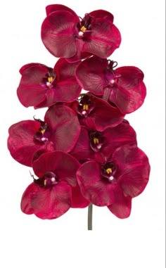 red orchids are arranged on a white background