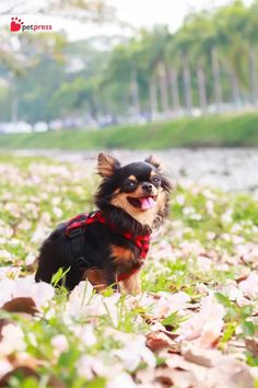 a small dog is sitting in the grass