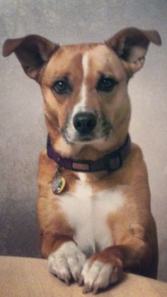 a brown and white dog sitting on top of a wooden table next to a wall